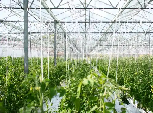 greenhouse
